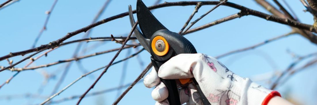 Обрізка дерев: найкращі поради для вашого саду