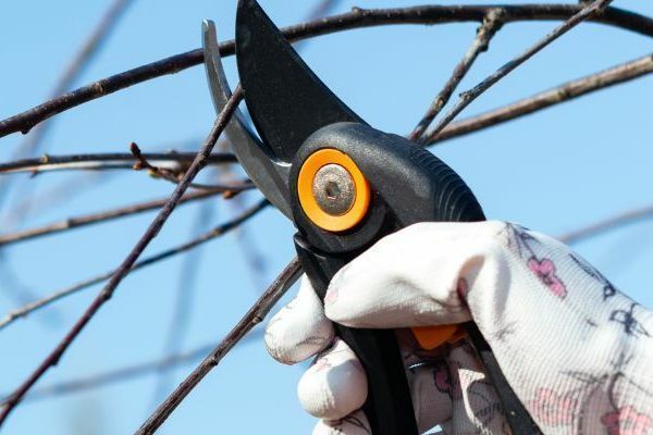 Обрізка дерев: найкращі поради для вашого саду