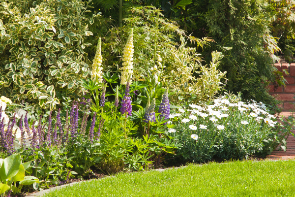 Садівництво для початківців: Поради та ідеї для створення власного саду