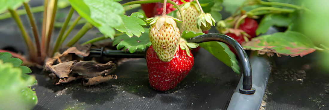 Агроволокно: види та застосування