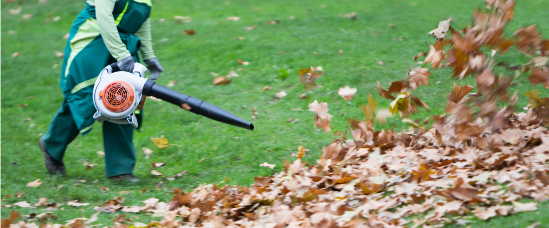 Почему нужно собирать опавшие листья: польза, советы и садовые инструменты