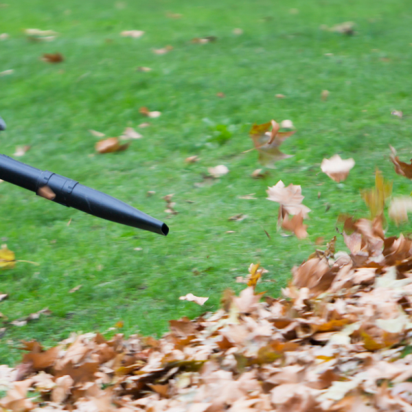 Чому треба збирати опале листя: користь, поради та садові інструменти