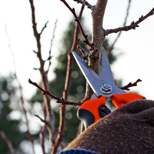 Весняна обрізка саду: терміни, правила та вибір надійного інструменту