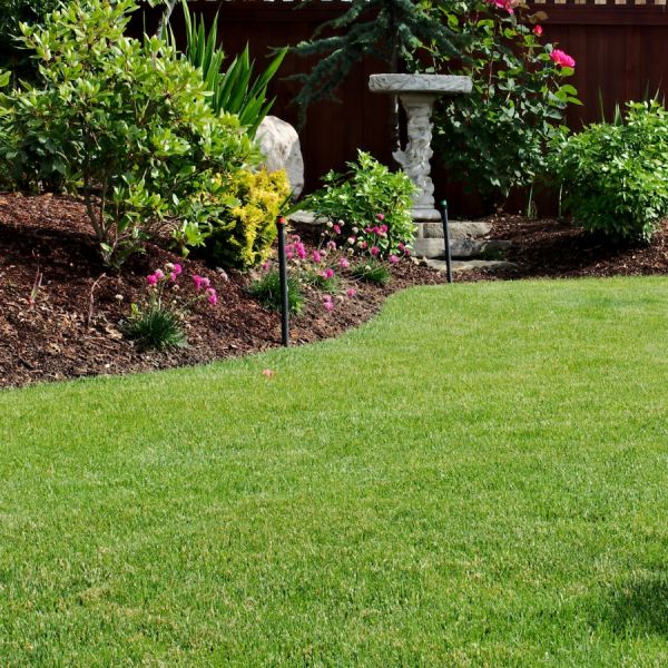 Коли і як правильно сіяти газонну траву