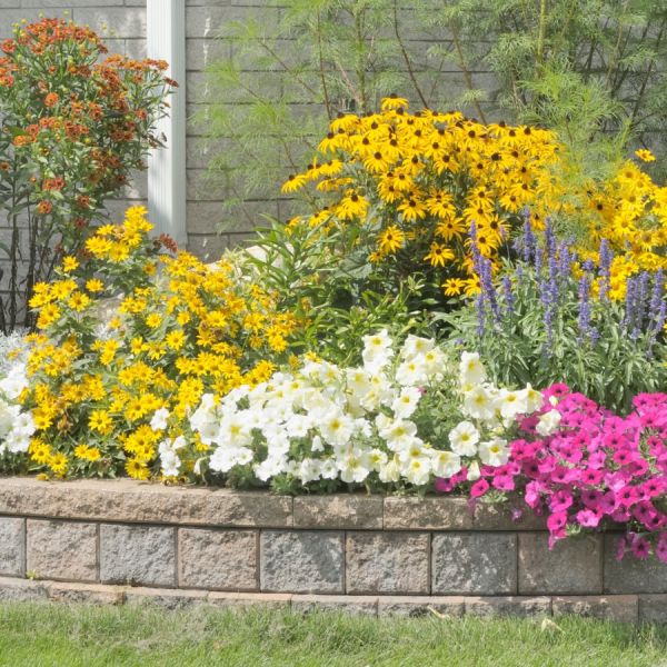 10 Лайфхаків по догляду за клумбами