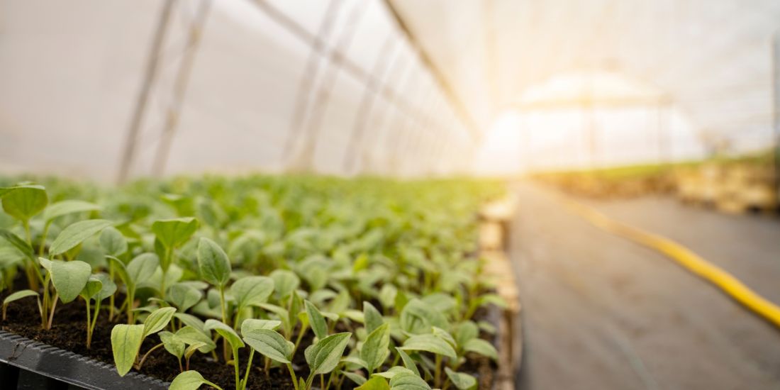 Как сделать теплицу из композитной арматуры: простой гид для садоводов