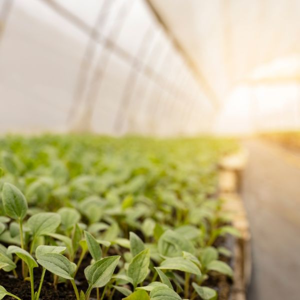 Як зробити теплицю з композитної арматури: простий гід для садівників